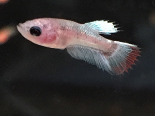 food for baby bettas fry